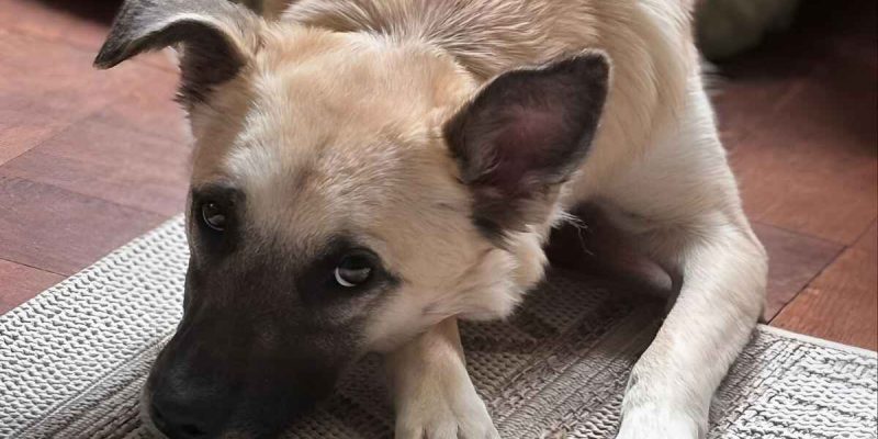 How Long Does It Take For A Dog To Get Used To Being Alone