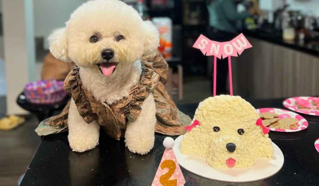 How to calculate the age of dogs and the equivalent in people