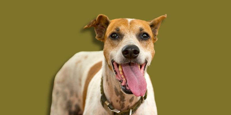 Why is My Dog Panting So Much