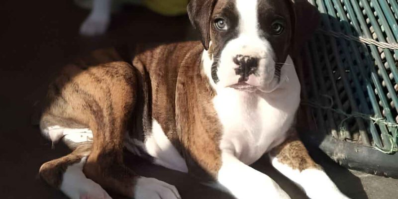 Yellow Vomiting in Dogs