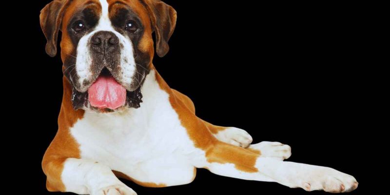 Why is My Dog Bleeding After Giving Birth