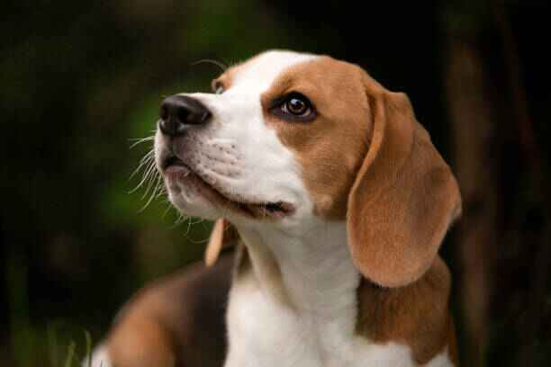 Beagle